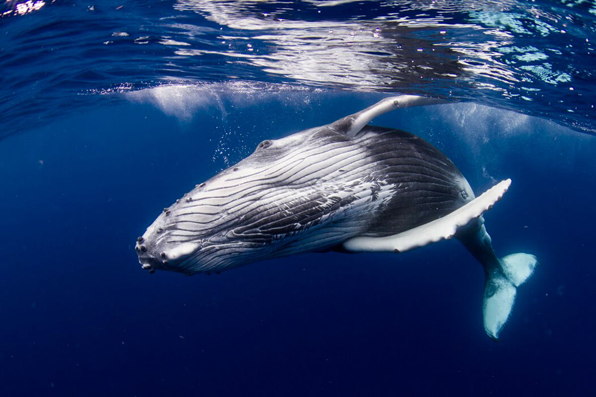 Whale Watching & Swim With Whales in Bora Bora
