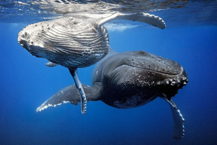 Meet the humpback whales in Bora Bora