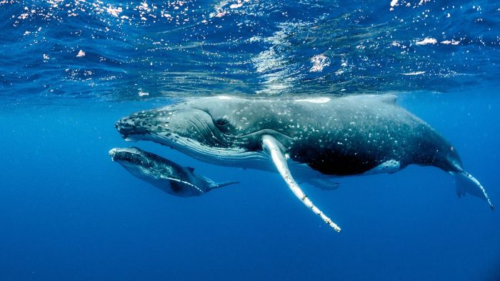 Enjoy whale watching tour in Bora Bora