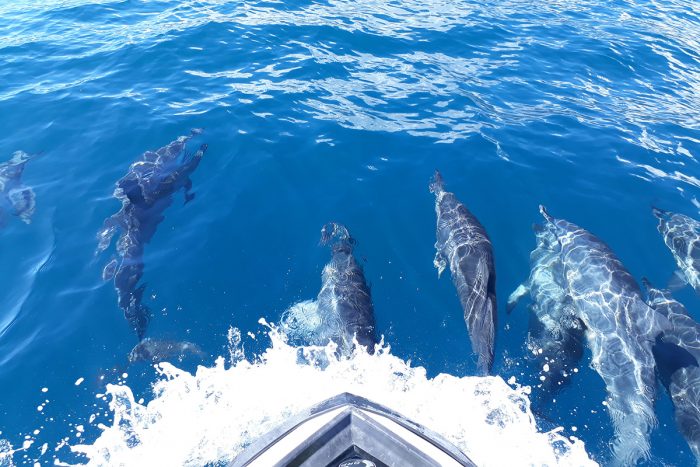 Dolphins coming for greetings in Tahiti