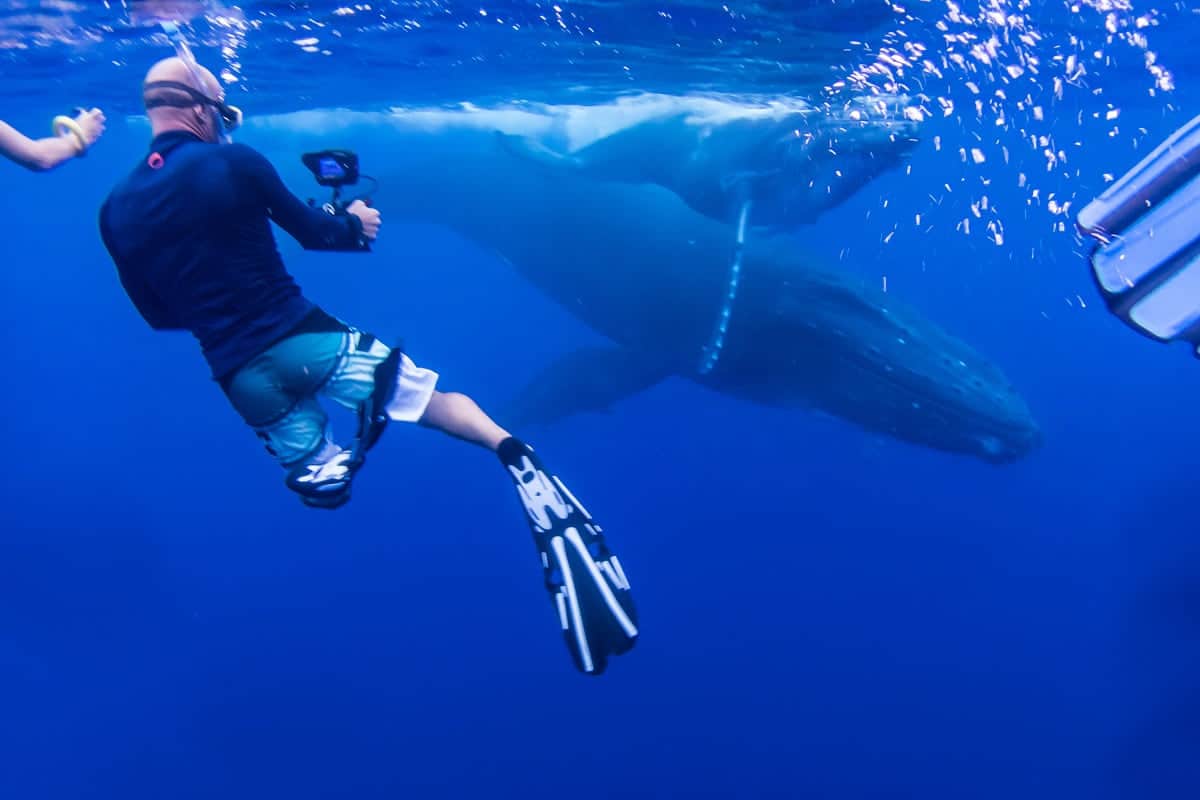 Whale Watching & Swim With Whales in Tahiti