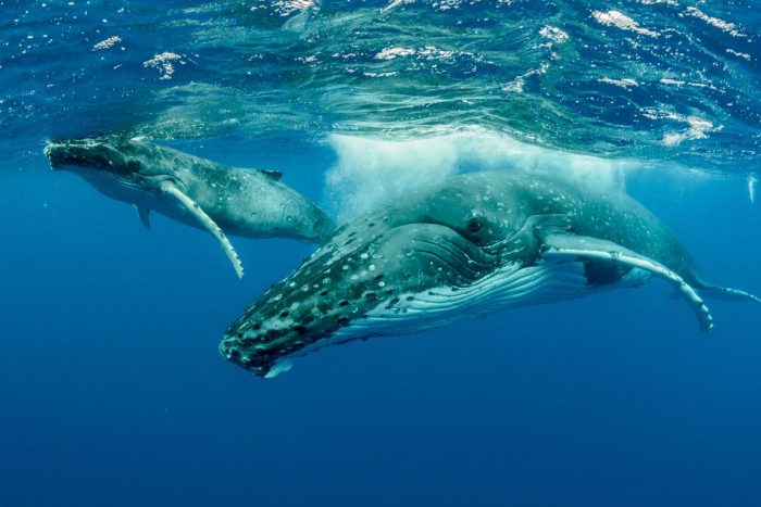 Great whale watching in tahiti, French Polynesia