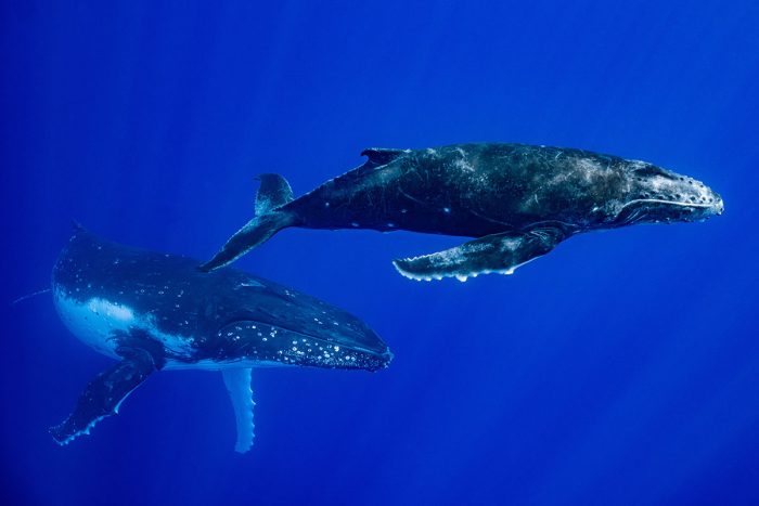Humpback whales during whale watching tour in Tahiti