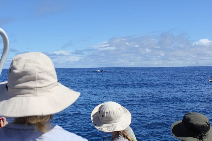 Looking for whales, Tahiti, French Polynesia