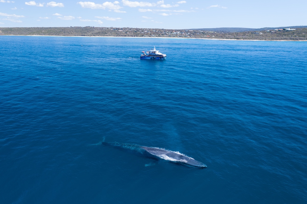 Choosing the Right Whale Watching Tour Operator