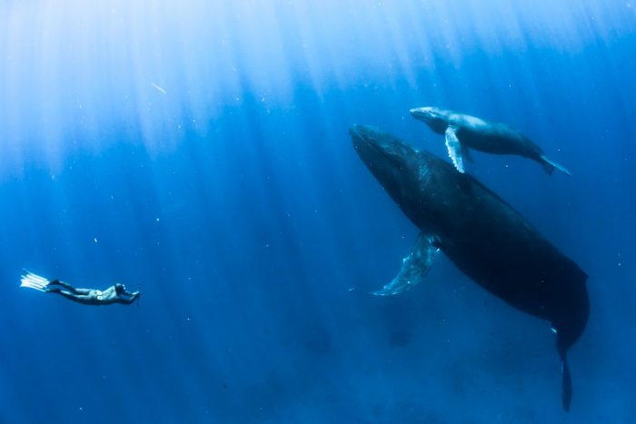 A diver swimming with humpback whales