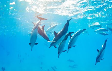 Playful dolphins swimming underwater in the clear waters of Hawaii.
