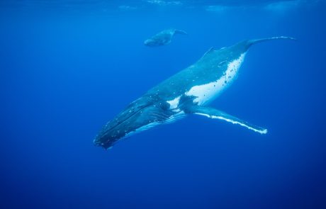 Two humpback whales swimming in warm tropical waters.