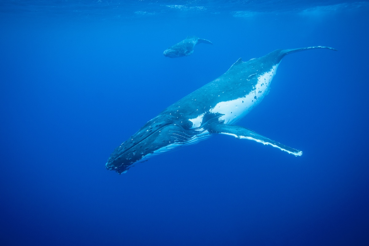 Two humpback whales swimming in warm tropical waters. Two humpback whales swimming in warm tropical waters.