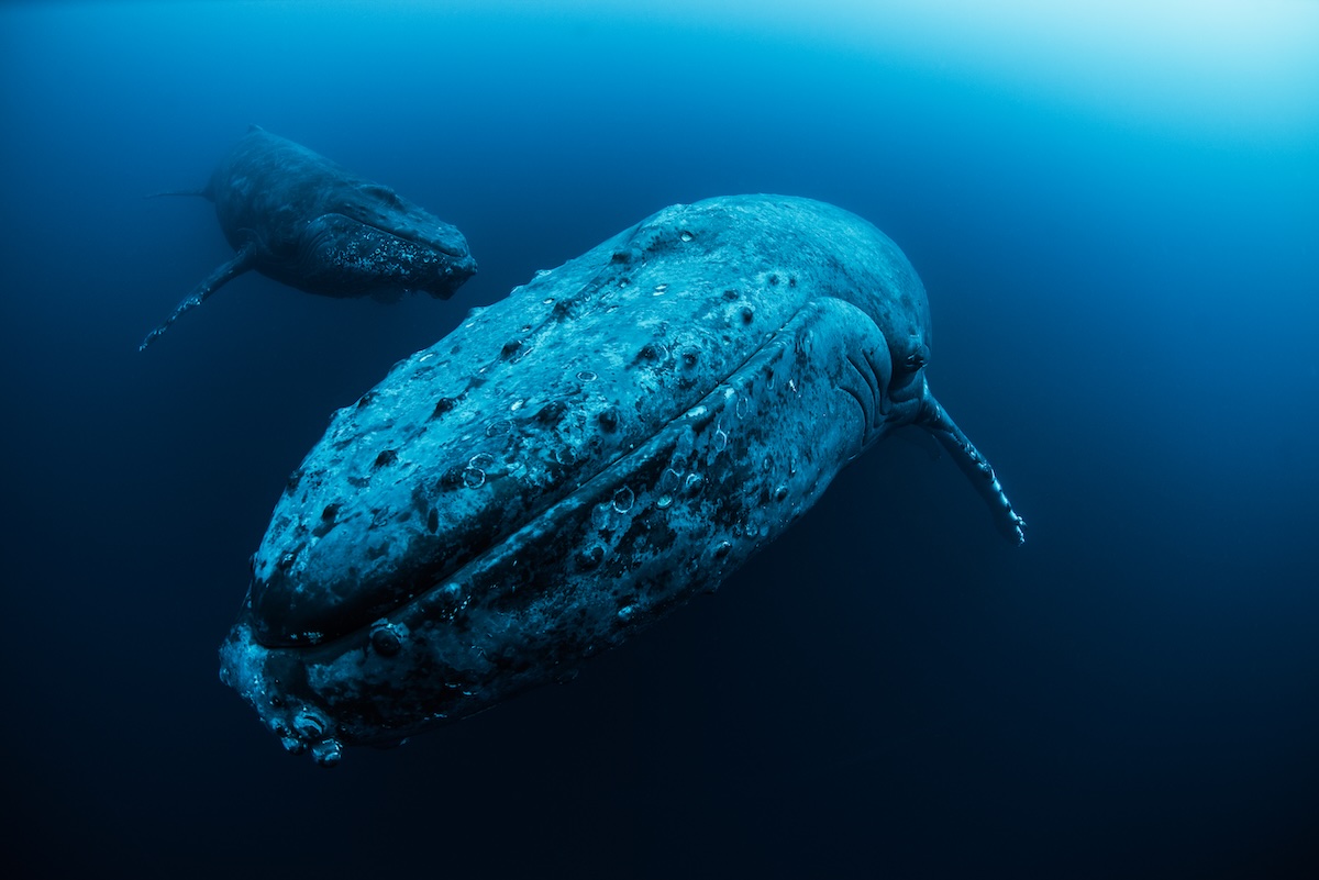 The Role of the IWC Guidelines