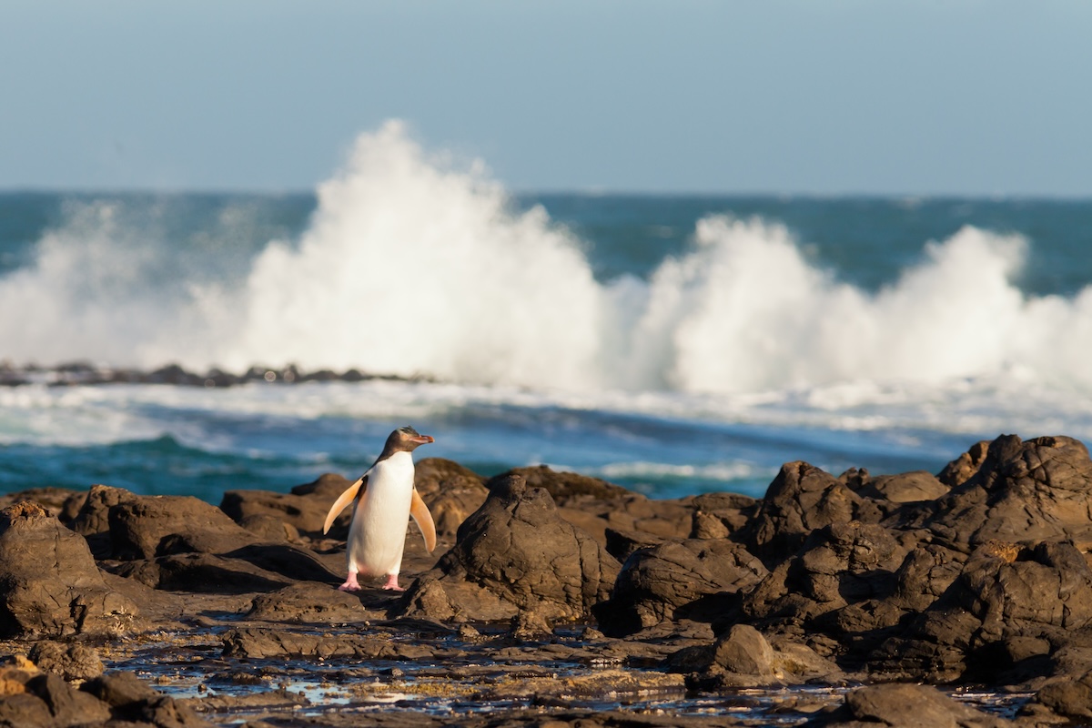 New Zealand Yellow Eyed Penguin (Hoiho)