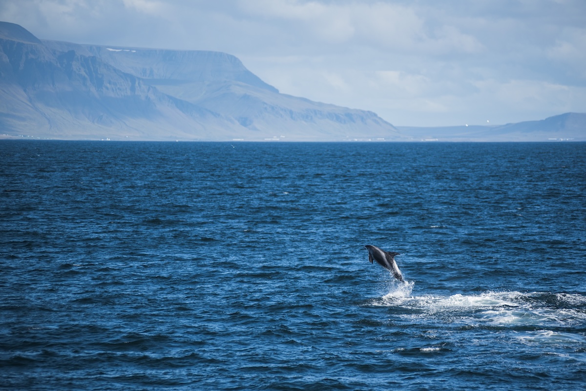 Respecting Marine Wildlife and Local Regulations