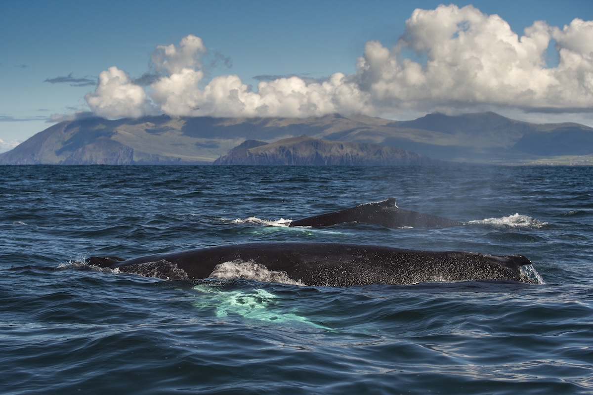 A Few Final Thoughts About Responsible Whale Watching