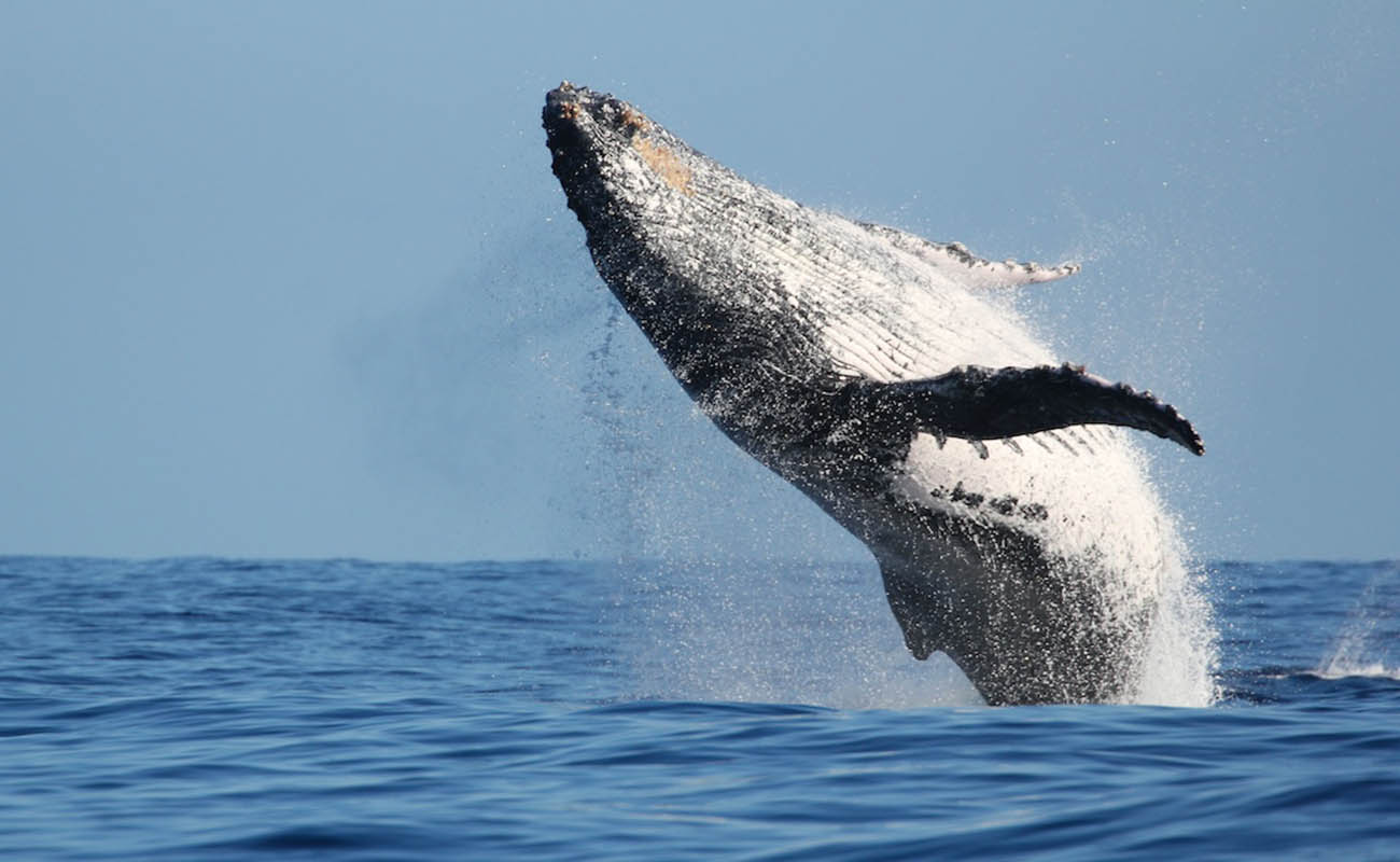 Responsible Whale Watching: The DOs and DON’Ts for a Memorable Experience Responsible Whale Watching: The DOs and DON’Ts for a Memorable Experience