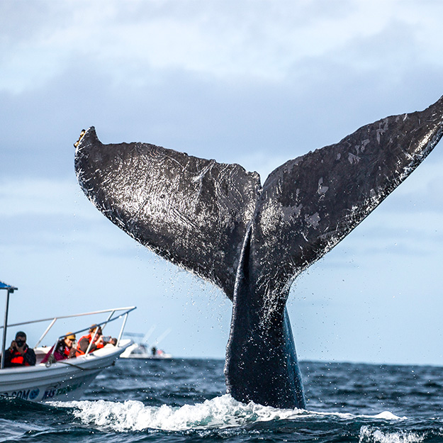 Sea of Cortez, Mexico – Whale Watching Destination Sea of Cortez, Mexico - Whale Watching Destination
