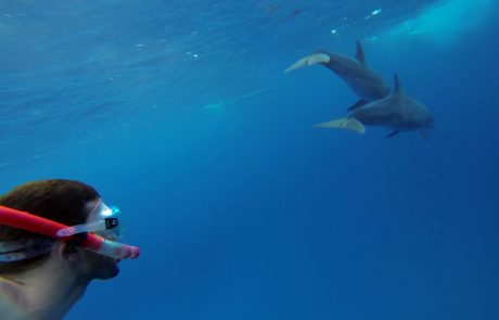 Snorkeler swimming with dolphins in the open ocean.