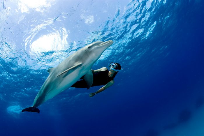 Snorkeling With Dolphins