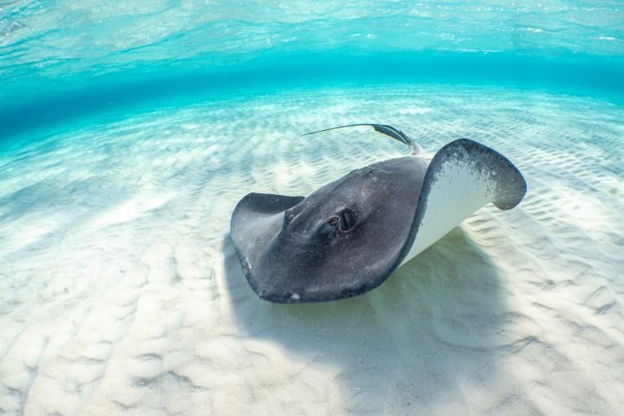 Stingray in the blue waters of French Polynesia