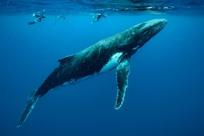 Swim with Whales in Moorea, French Polynesia