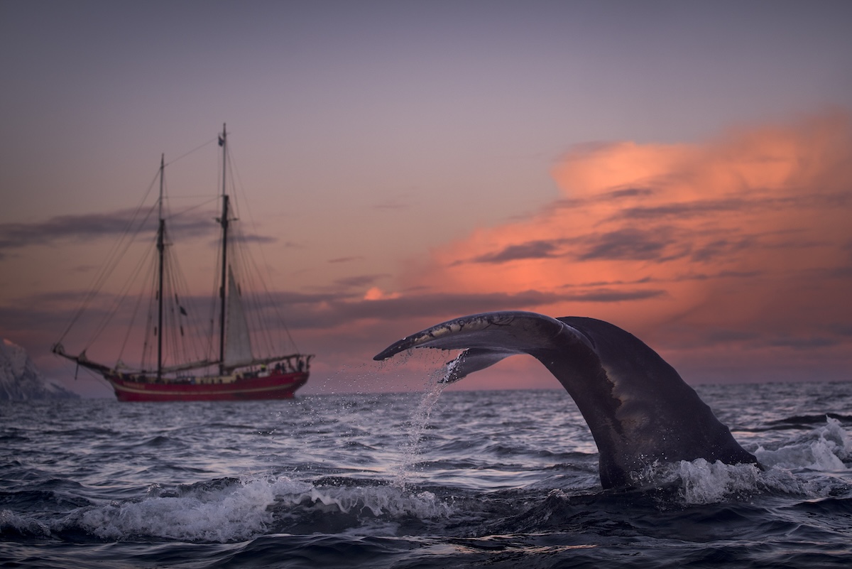 The DON’Ts of Whale Watching