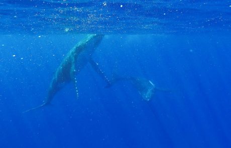 Two humpback whales in the waters of Tahiti, French Polynesia.