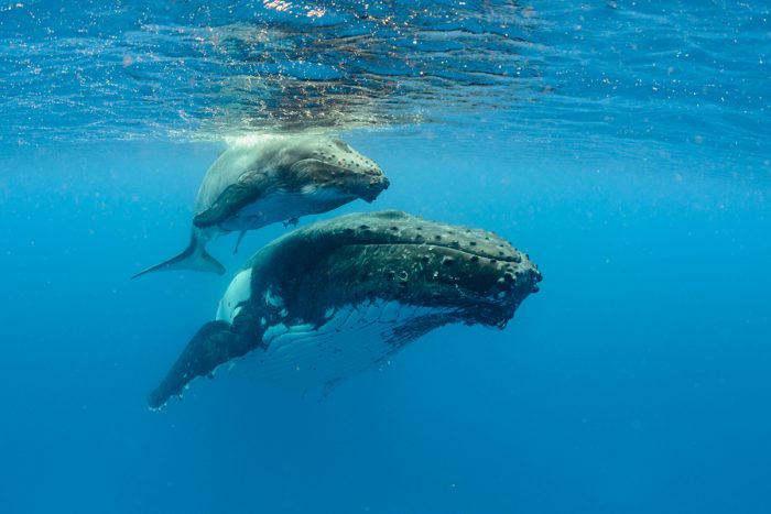 Underwater Shot of Humpback Whales