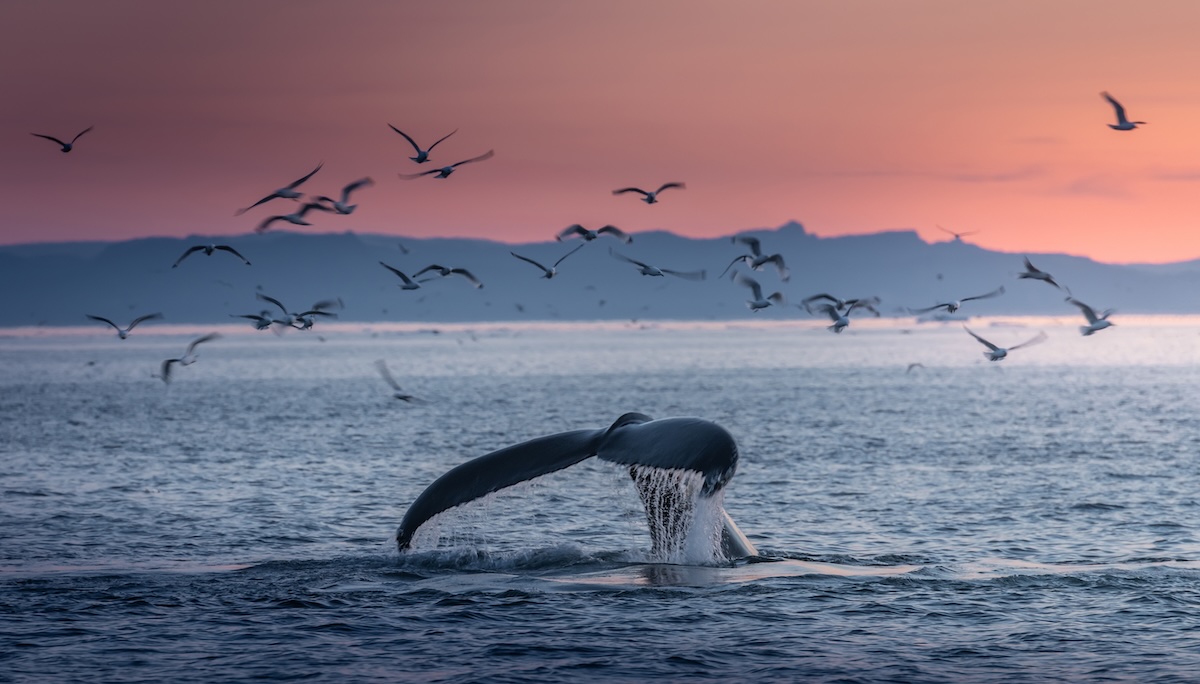 Weather Forecast - Whale Watching Tour Checklist