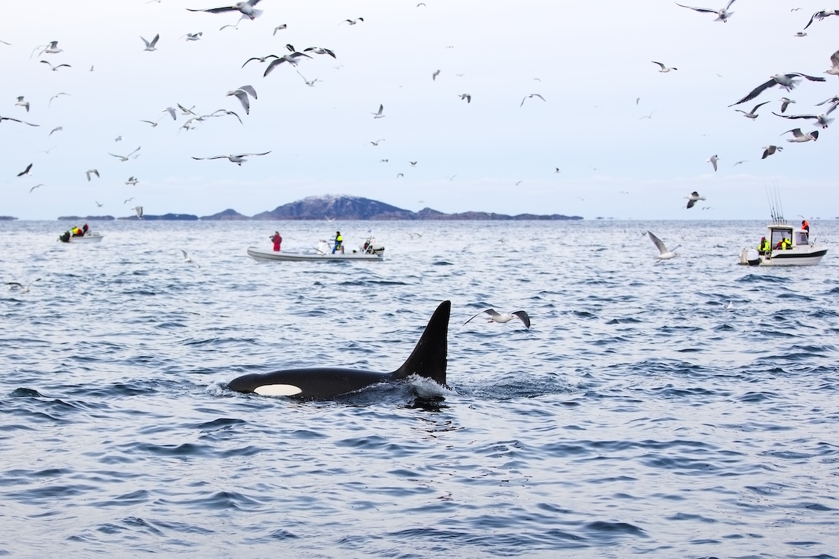 The DOs of Whale Watching