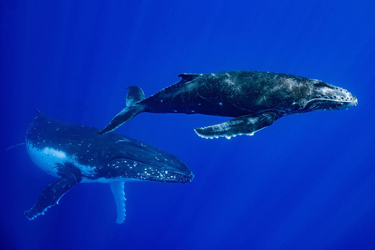 Two humpback whales during whale watching in Moorea. Two humpback whales during whale watching in Moorea.