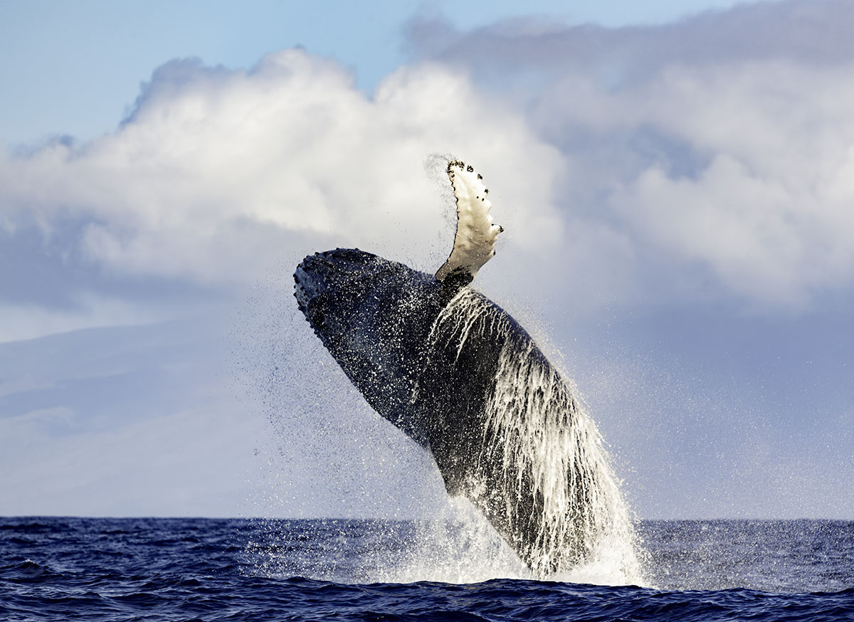 Humpback whale jumping during whale watching in Moorea.
