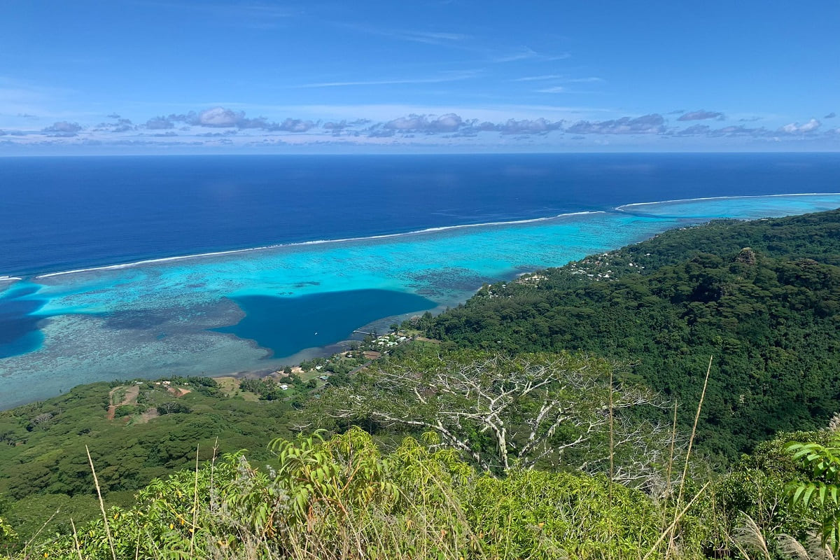 Visit Moorea for whale watching