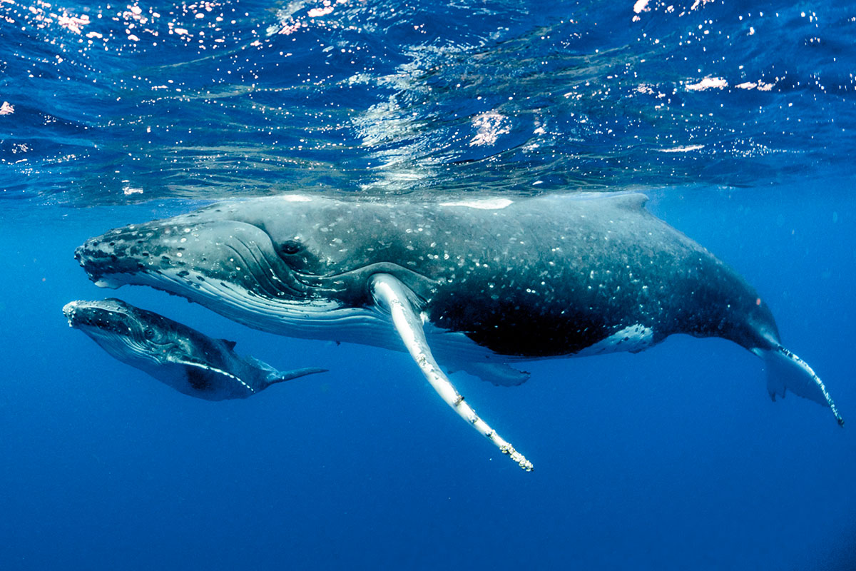 Whale Watching in Moorea Whale Watching in Moorea