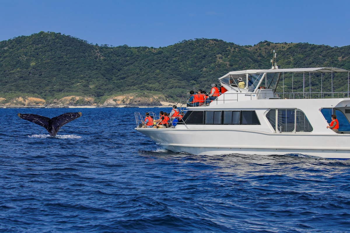 Your Essential Whale Watching Tour Checklist